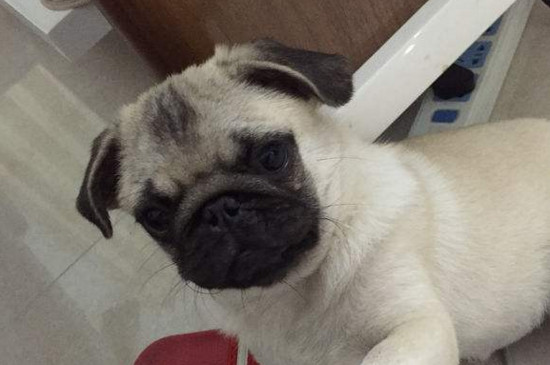 八哥幼犬怎么喂养，少运动谨慎喂食还要适当补充营养
