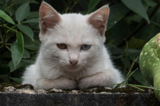 流浪猫不吃不喝怎么办