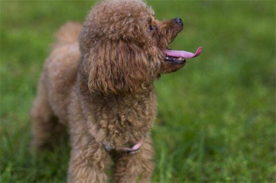 泰迪犬拉稀怎么办，注意保暖少量多餐并及时驱虫