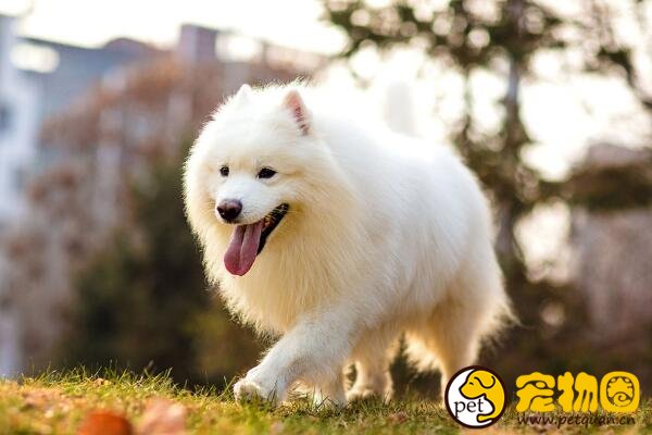 银狐犬和萨摩耶有五大区别，银狐犬竟是萨摩耶的后代