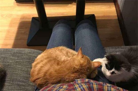 养猫一个月开销