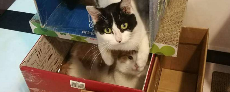 假期宿舍养猫怎么办