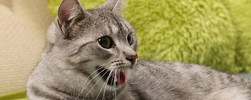 猫一天没拉屎