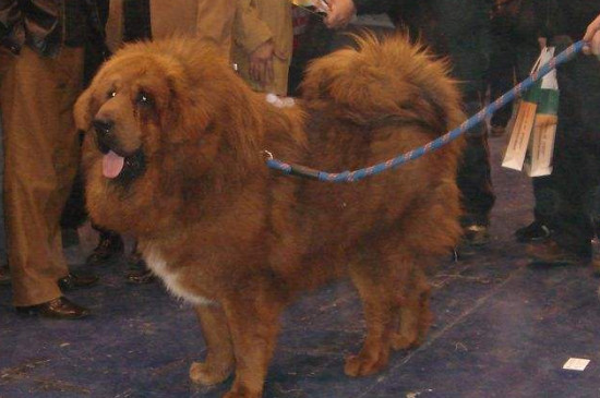 藏獒一生认几个主人