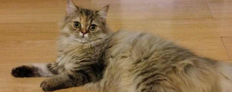 母猫喊春怎么办