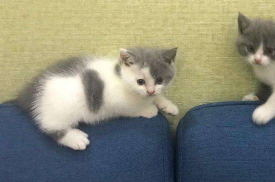 宠物猫为什么不能喝牛奶