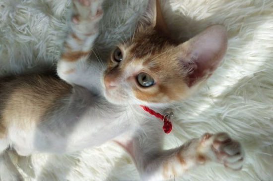 母猫怀孕禁忌