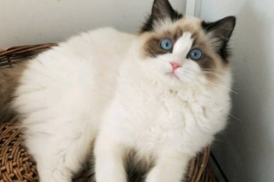 猫能吃蛋糕吗
