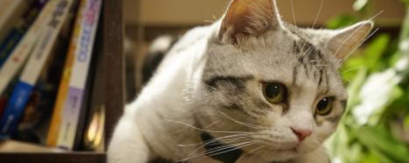 猫咪下巴有黑色像煤渣