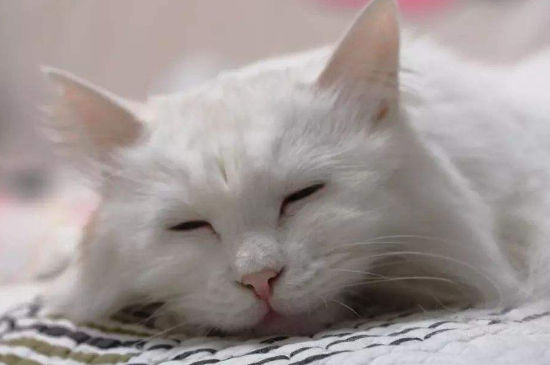 猫咪挨打后认错表现
