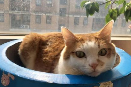 猫喉咙发出痰鸣声很大
