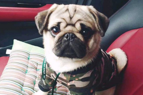 狗不吃食什么原因