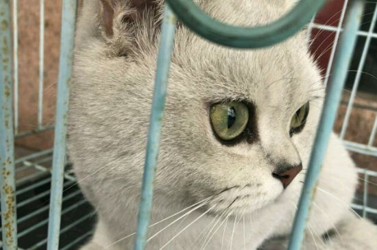 公猫不做绝育可以吗