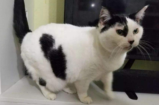 猫恨主人有什么表现