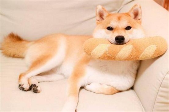 怎样知道柴犬认主了