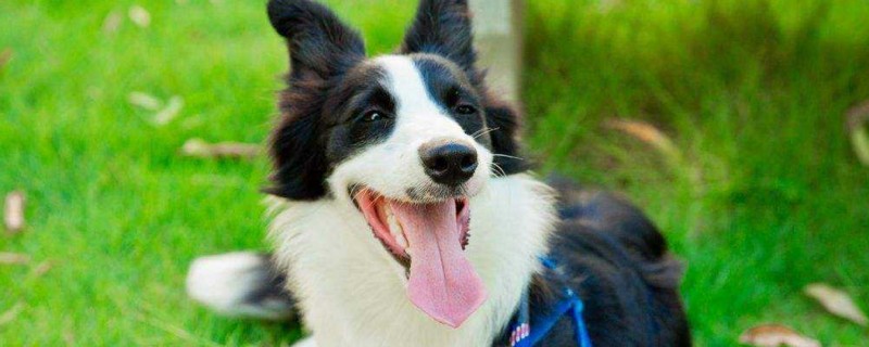 边境牧羊犬掉毛怎么办