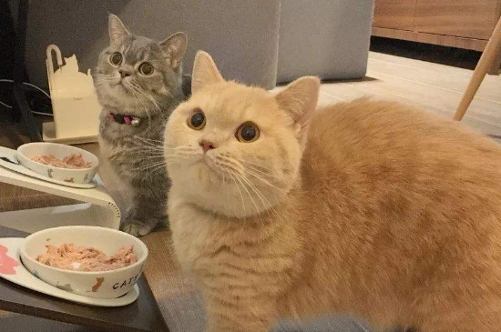 猫喜欢扑人脸怎么办