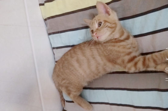 猫肚子向两侧鼓