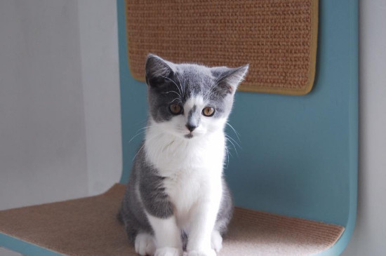 猫咪可以天天吃罐头吗