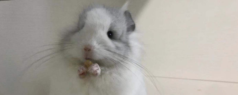 长毛龙猫多久才炸毛