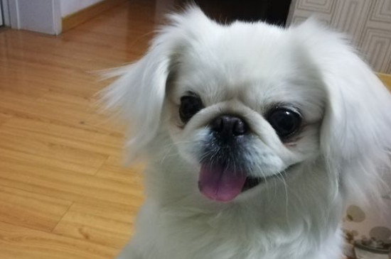 狗狗嫉妒心强表现