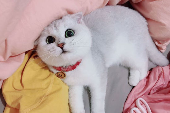 怎么看出折耳猫发病了