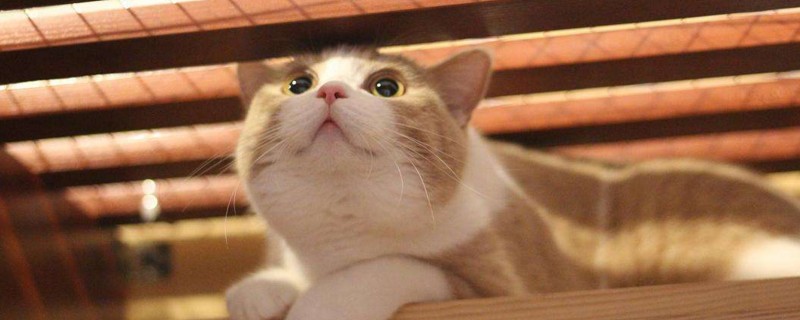 小猫咪能吹空调吗