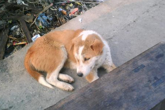 土狗为什么是烈性犬