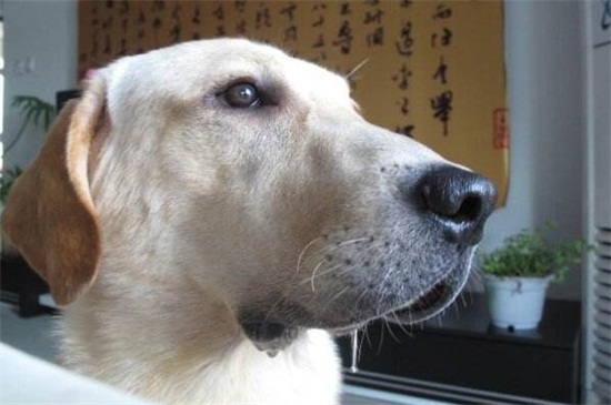 狗狗得狂犬病的症状