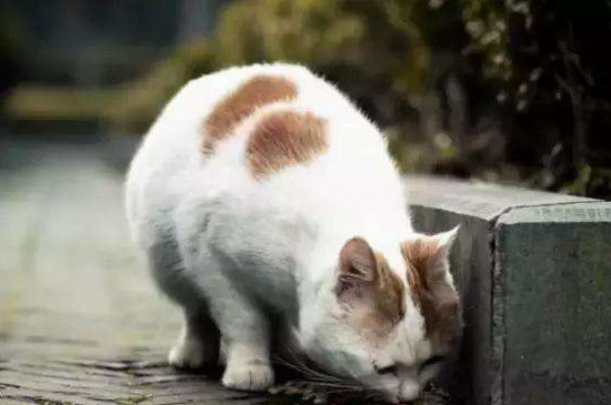 流浪猫接近你预示