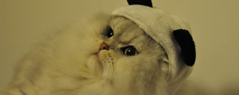 金吉拉猫缺点