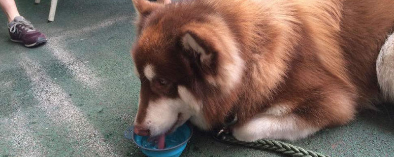 狗狗吐还拼命喝水