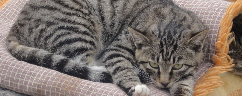 被宠物猫咬了用打针吗