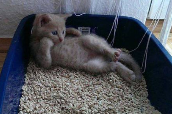 猫砂盆多久清理一次
