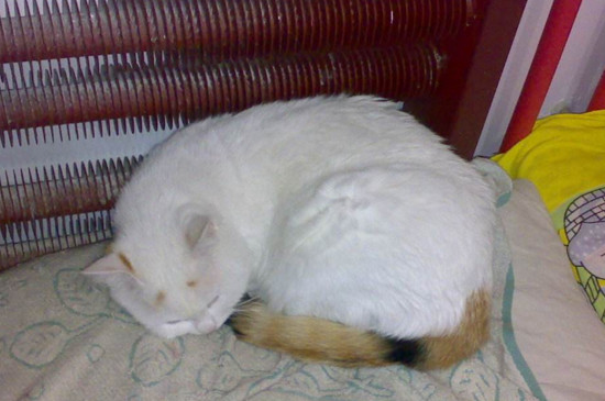 猫呼吸声重鼻塞