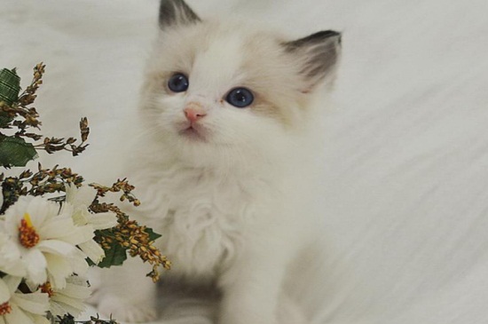 猫咪早产的原因