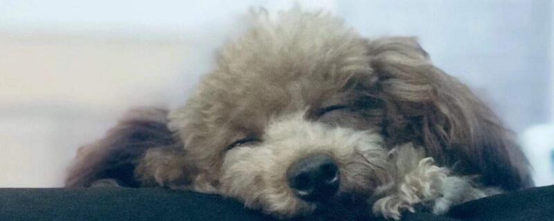 狗狗发烧摸哪里