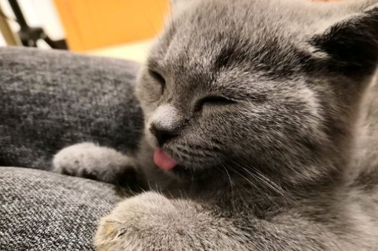 怎样让猫咪不到处拉屎