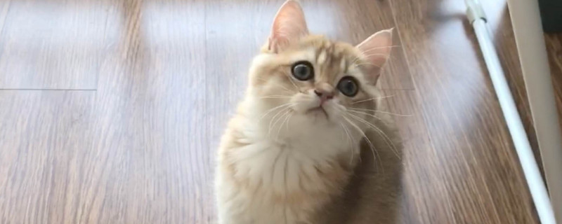 母猫绝育为啥不吃不喝