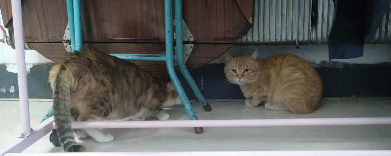 流浪猫怎么过冬