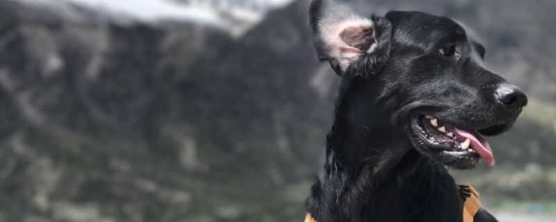 狗口吐白沫不进食没精神