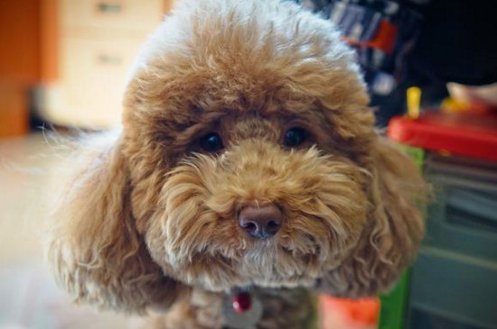 贵宾犬去世前的症状