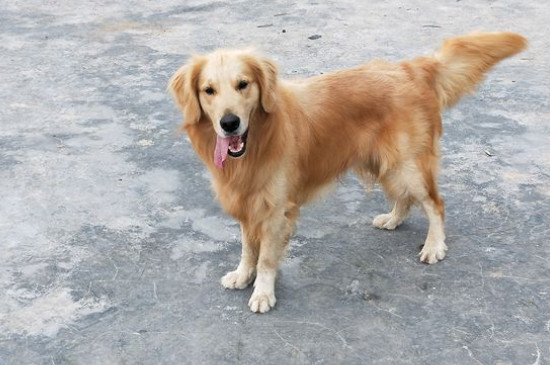 金毛成犬一天吃多少狗粮，成年金毛每天食量在450～600克
