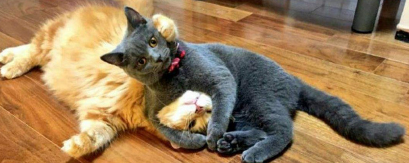 两只猫打架不管可以吗