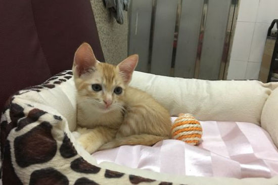 养猫怎么选品种