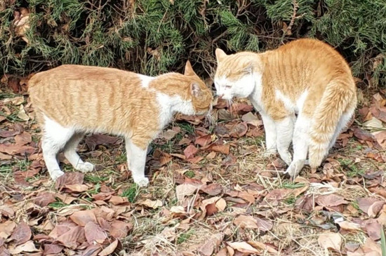 两只母猫会打架吗