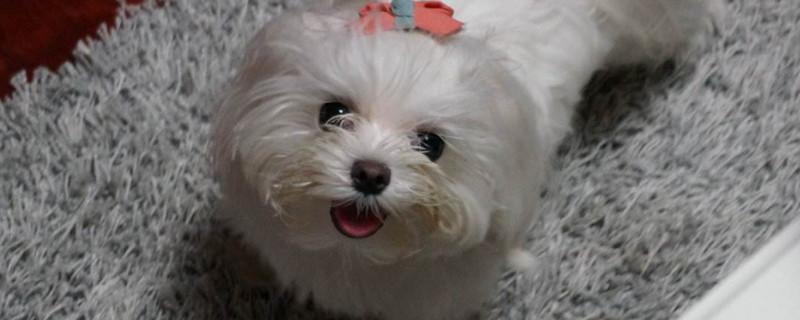 马尔济斯犬的缺点