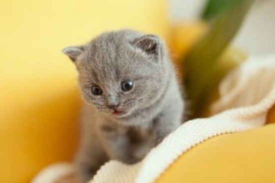 猫咪会得鼠疫吗