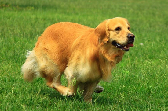 适合城市养的中型犬