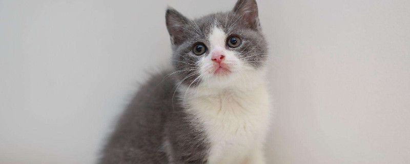 萌新养猫推荐什么品种